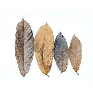 Pangea Peruvian Copoazu Leaf Litter