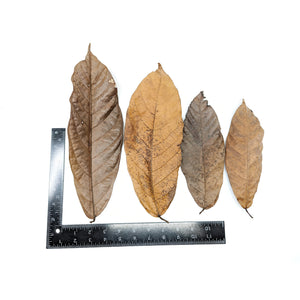 Pangea Peruvian Copoazu Leaf Litter by ruler