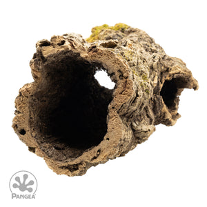 Front view of a large cork wood round on a white background with a trademarked Pangea logo