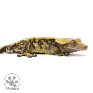 Male Tricolor Extreme Harlequin Crested Gecko Cr-0351
