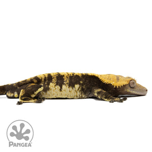 Cr-0656 facing right