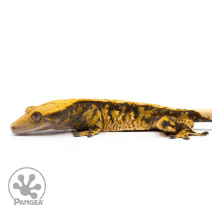 Male Het Pixel Tangerine Crested Gecko Cr-10002 facing left