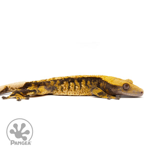 Cr-10002 facing right