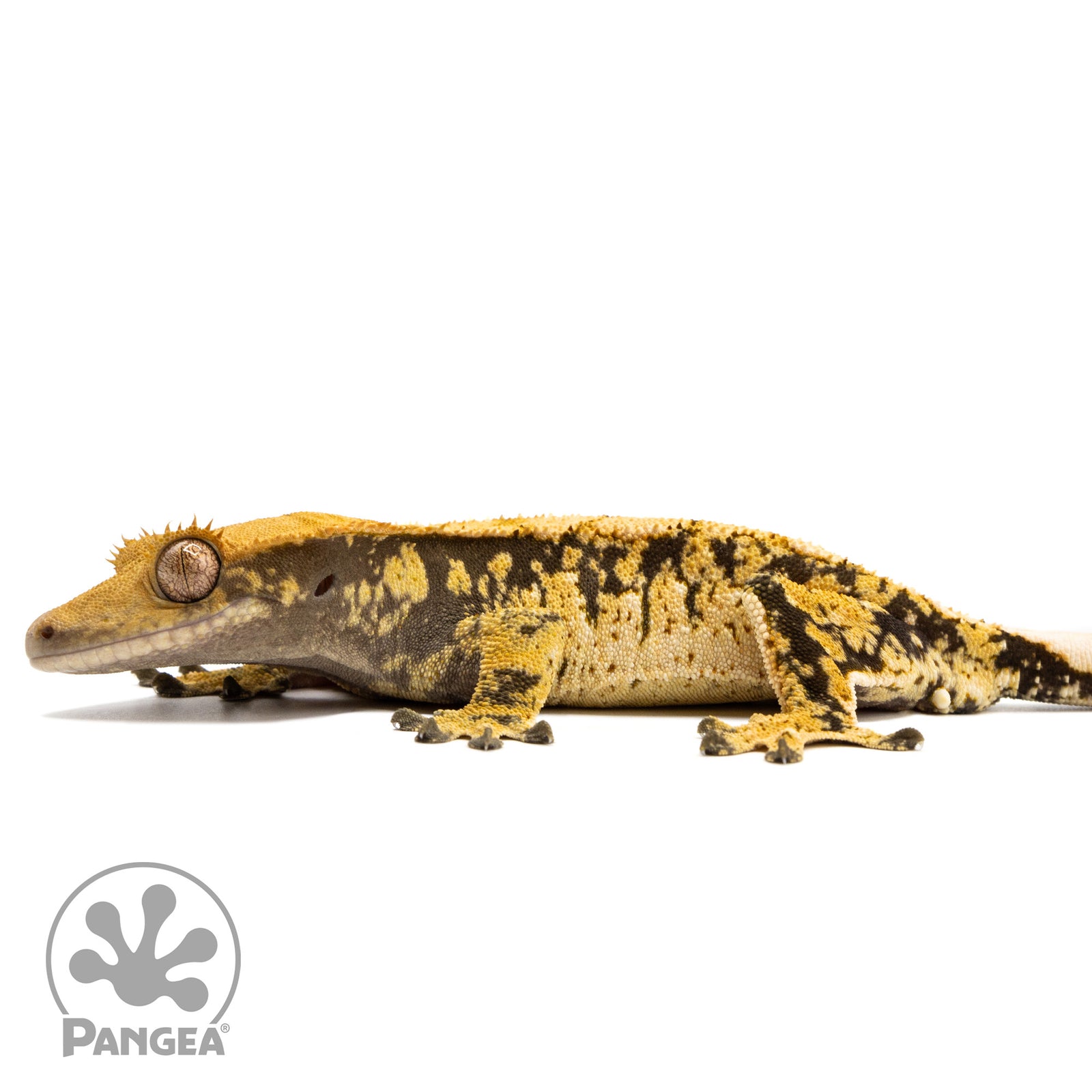 Cr-10014 facing elft