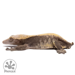 Cr-10065 facing left