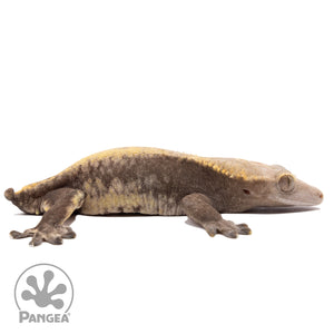 Cr-10065 facing right