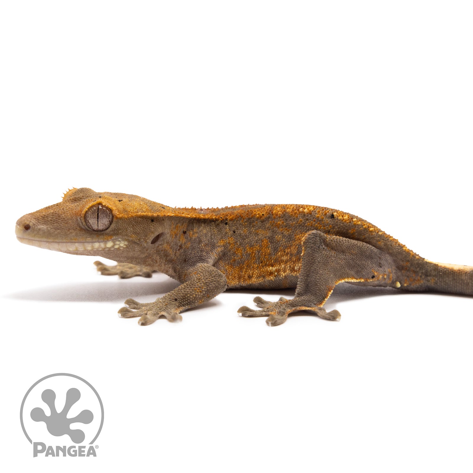 Cr-10077 facing left