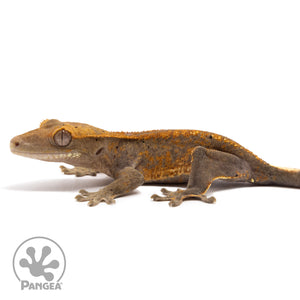 Cr-10077 facing left