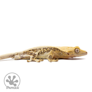 Male Lilly White Crested Gecko Cr-1020 facing right