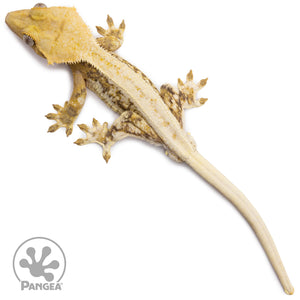 Male Lilly White Crested Gecko Cr-1020 from above