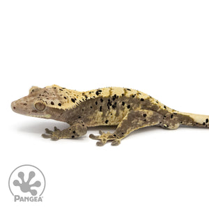 Male Dalmatian Harlequin Crested Gecko Cr-1054 facing left