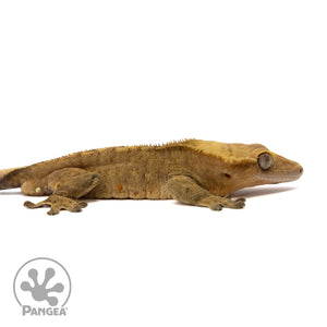 Male Dark Brindle Crested Gecko Cr-1113 facing right