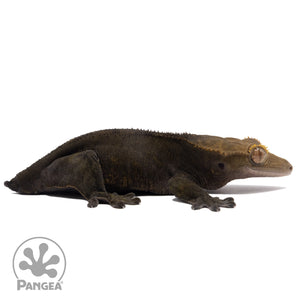 Cr-1120 facing right