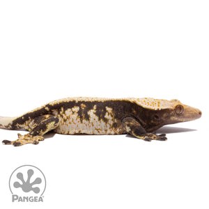 Cr-1129 facing right