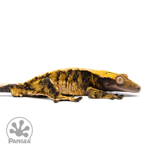 Cr-1134 facing right