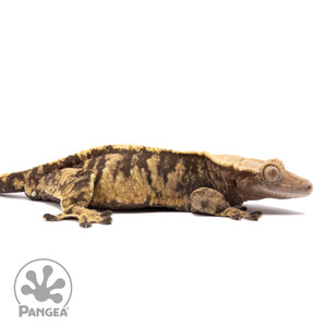 Cr-1143 facing right