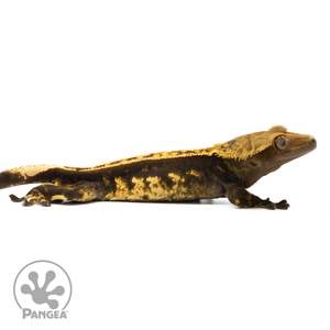 Cr-1533 facing right