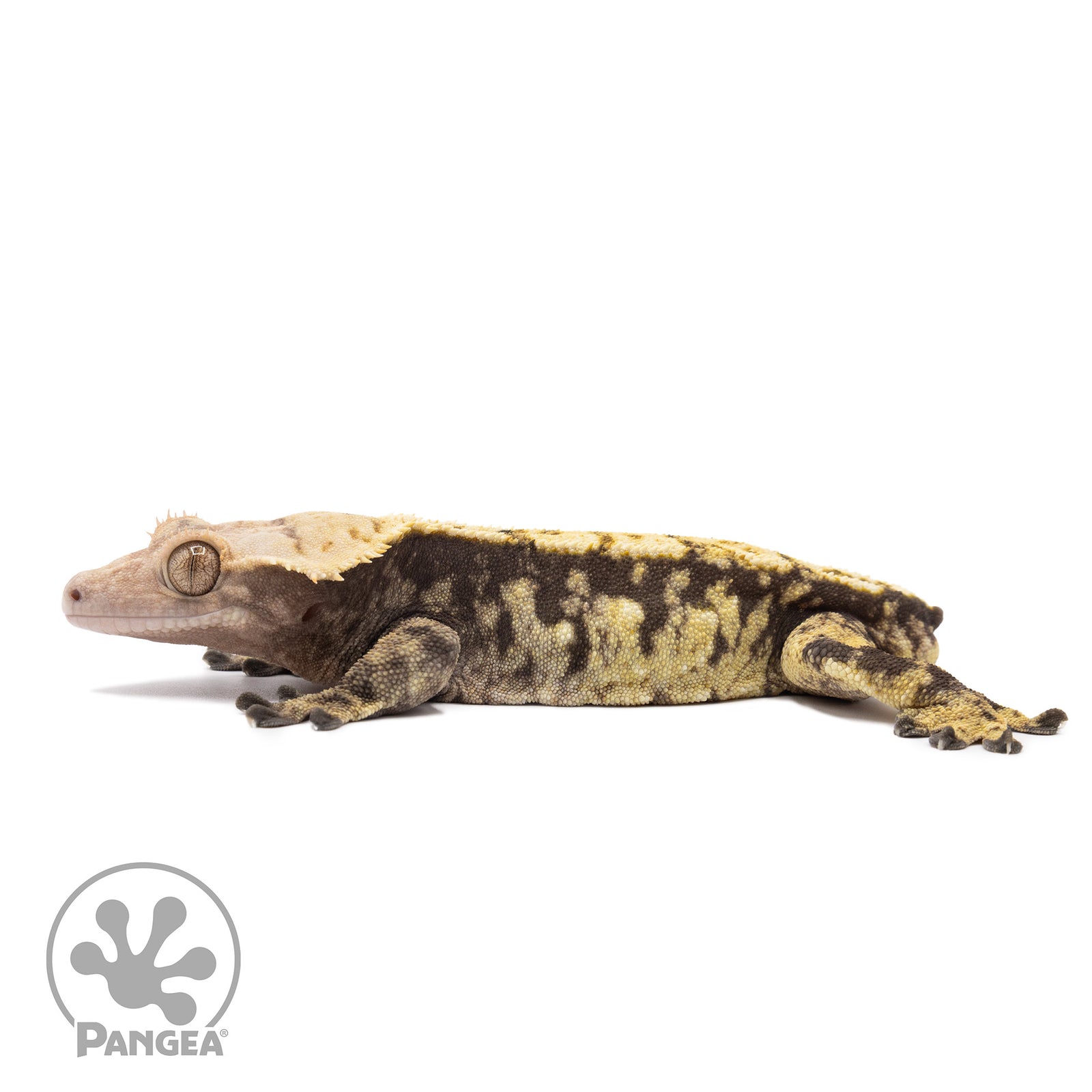 Male Extreme Harlequin Crested Gecko Cr-1162 facing left