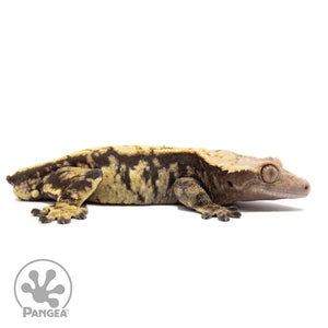 Male Extreme Harlequin Crested Gecko Cr-1162 facing right