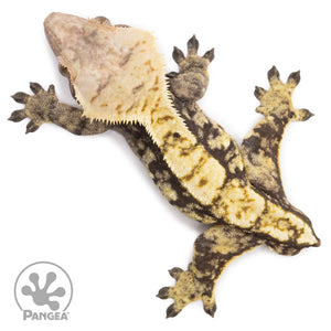 Male Extreme Harlequin Crested Gecko Cr-1162 from above