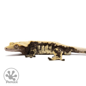 Male Extreme Harlequin Crested Gecko Cr-1169 facing left