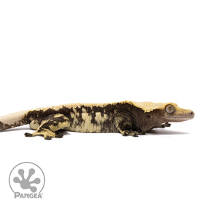 Male Extreme Harlequin Crested Gecko Cr-1169 facing right