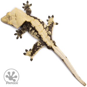 Male Extreme Harlequin Crested Gecko Cr-1169 from above