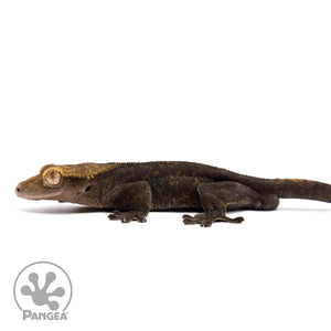 Male OG Noir Crested Gecko Cr-1182 facing left