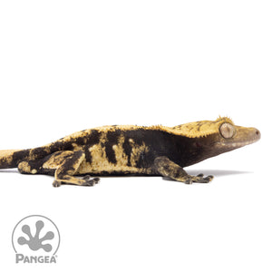 Cr-1184 facing right