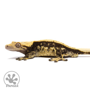 Male Quadstripe Crested Gecko Cr-1194 facing left