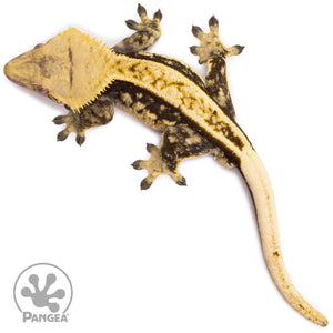 Male Quadstripe Crested Gecko Cr-1194 from above