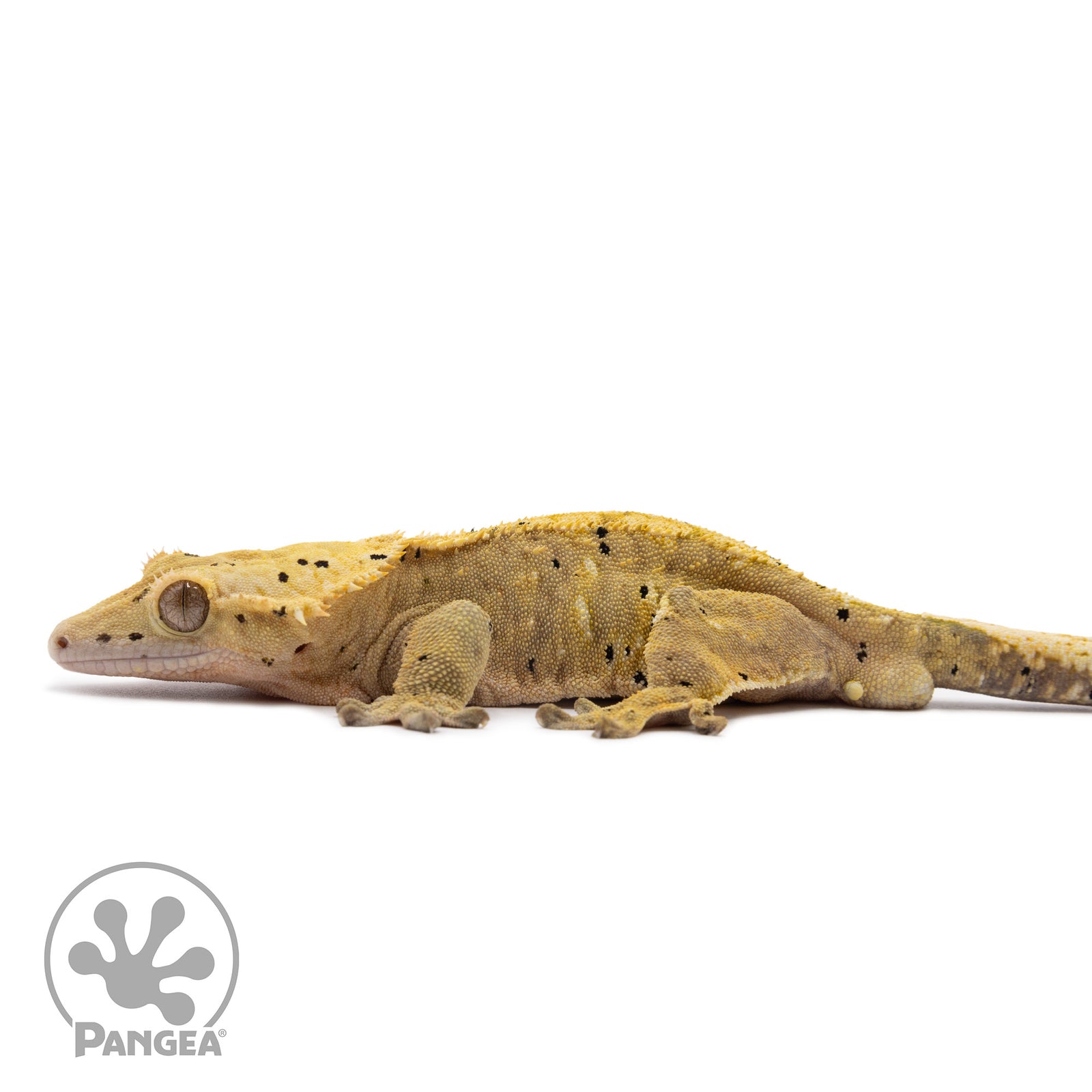 Male Dalmatian Crested Gecko Cr-1209 facing left