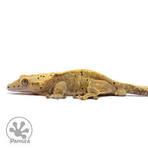 Male Dalmatian Crested Gecko Cr-1209 facing left