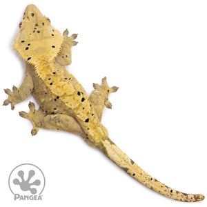 Male Dalmatian Crested Gecko Cr-1209 from above