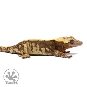 Male Extreme Harlequin Crested Gecko Cr-1220 facing right
