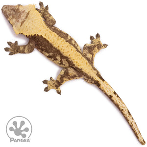 Male Extreme Harlequin Crested Gecko Cr-1220 from above