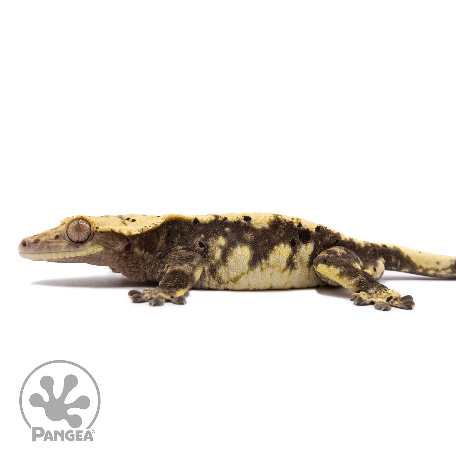 Male Harlequin Dalmatian Crested Gecko Cr-1224 facing left