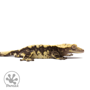 Male Harlequin Dalmatian Crested Gecko Cr-1224 facing right