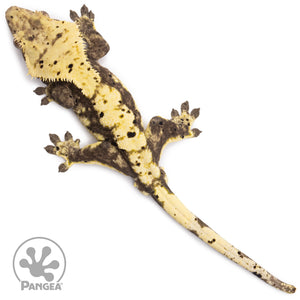 Male Harlequin Dalmatian Crested Gecko Cr-1224 from above