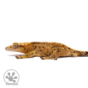 Male Super Dalmatian Crested Gecko Cr-1241 facing left