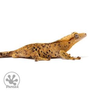 Male Super Dalmatian Crested Gecko Cr-1241 facing right