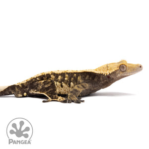 Cr-1243 facing right