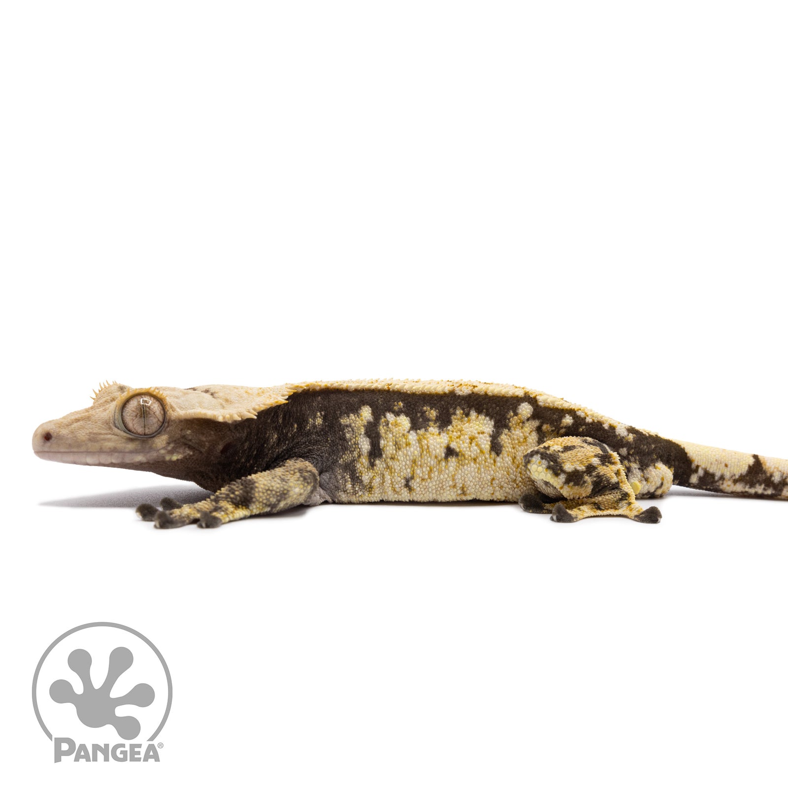 Male Tricolor Extreme Harlequin Crested Gecko Cr-1247 facing left