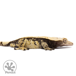 Male Tricolor Extreme Harlequin Crested Gecko Cr-1247 facing right