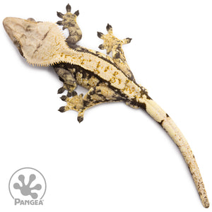 Male Tricolor Extreme Harlequin Crested Gecko Cr-1247 from above