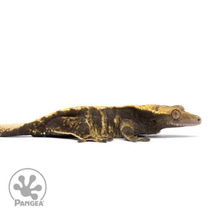 Female Tricolor Crested Gecko Cr-1249 facing right