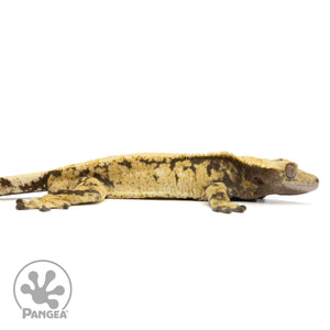 Male Extreme Harlequin Crested Gecko Cr-1250 facing right