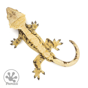 Male Extreme Harlequin Crested Gecko Cr-1250 from above