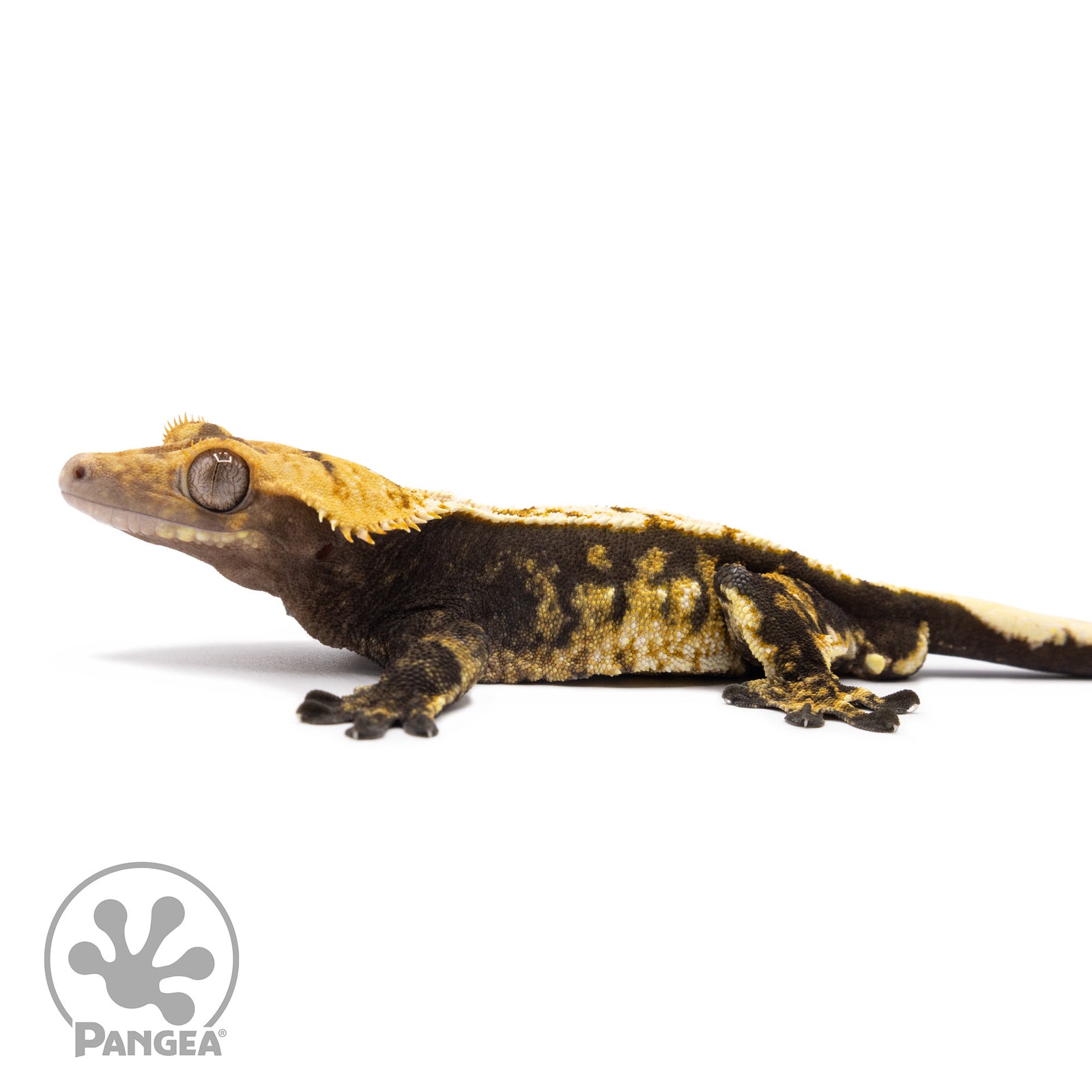 Male Tricolor Extreme Harlequin Crested Gecko Cr-1255 facing left