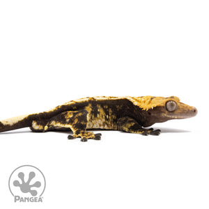 Male Tricolor Extreme Harlequin Crested Gecko Cr-1255 facing right